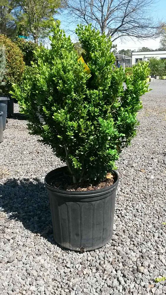 buxus-microphylla-green-velvet-littleleaf-boxwood