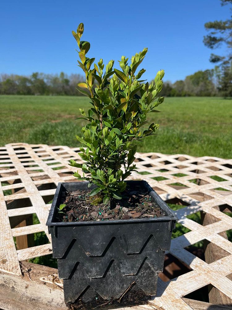 buxus-microphylla-green-velvet-littleleaf-boxwood