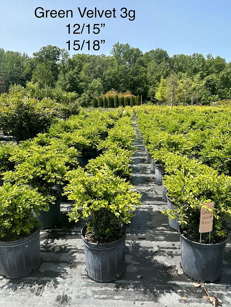 buxus-microphylla-green-velvet-littleleaf-boxwood
