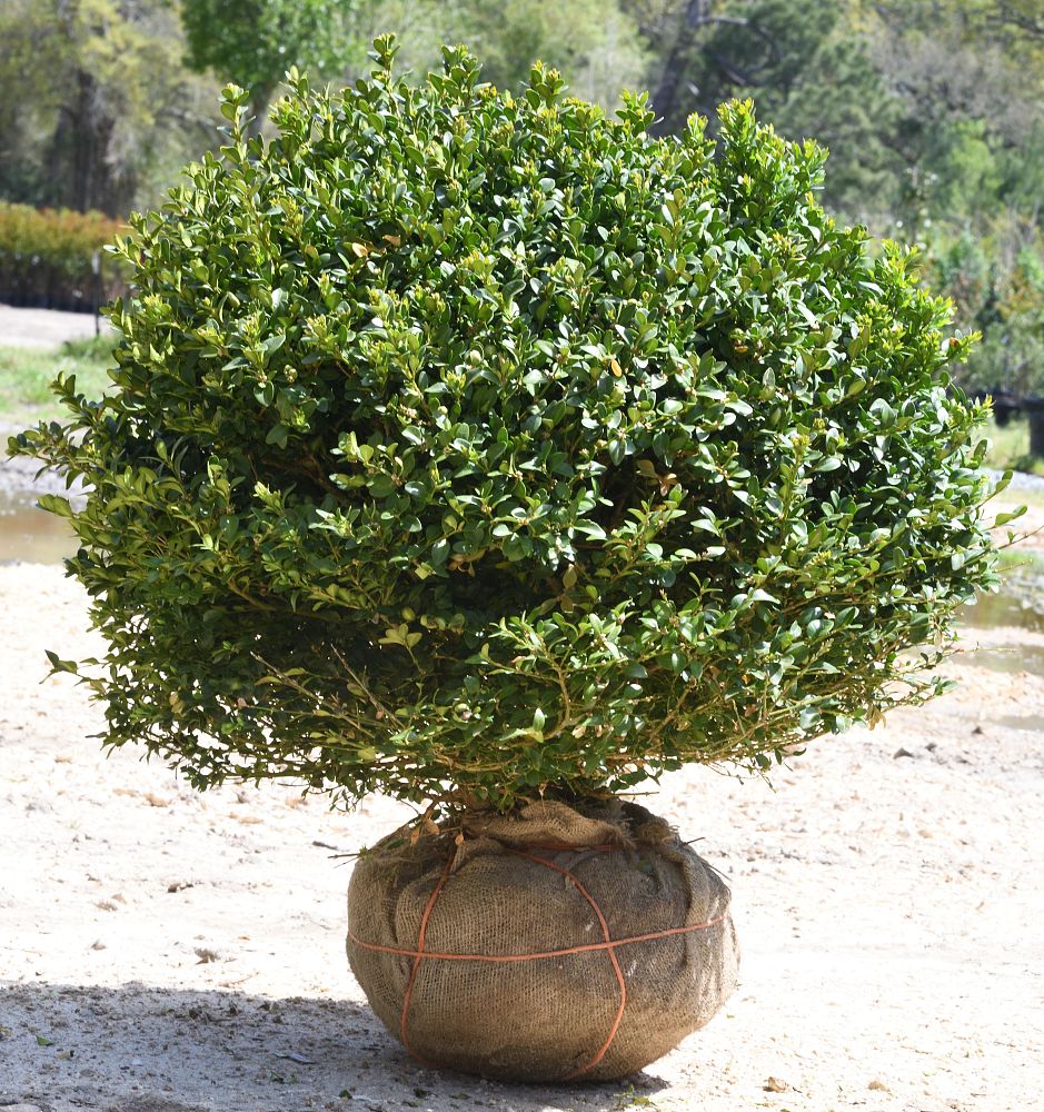 buxus-microphylla-green-velvet-littleleaf-boxwood