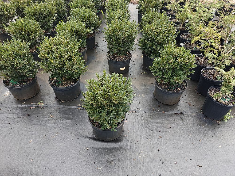 buxus-microphylla-green-velvet-littleleaf-boxwood