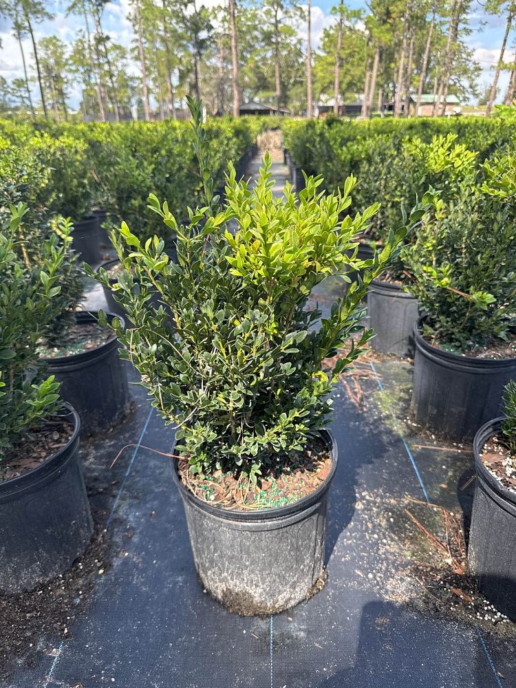 buxus-microphylla-green-velvet-littleleaf-boxwood