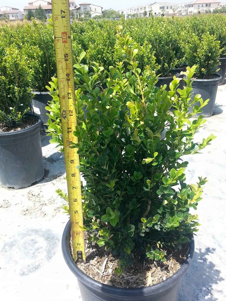 buxus-microphylla-japonica-green-beauty-littleleaf-boxwood