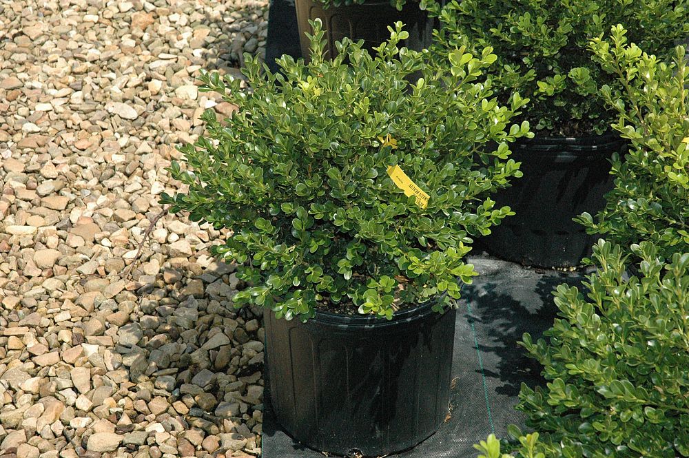 buxus-microphylla-japonica-green-beauty-littleleaf-boxwood
