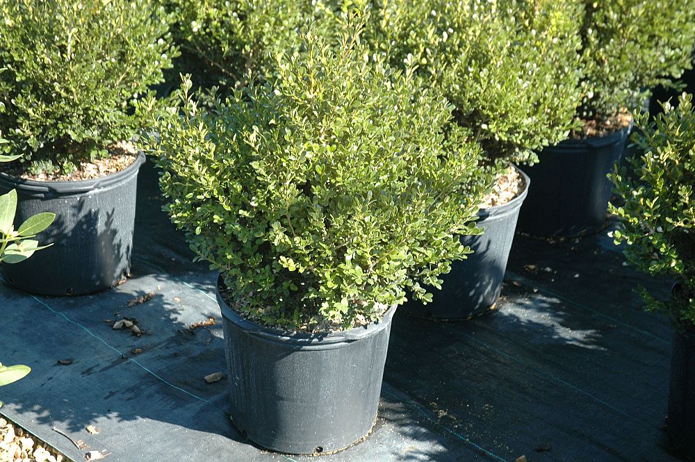 buxus-microphylla-japonica-green-beauty-littleleaf-boxwood