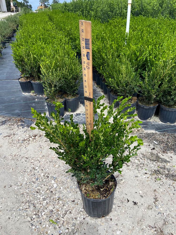 buxus-microphylla-japonica-green-beauty-littleleaf-boxwood