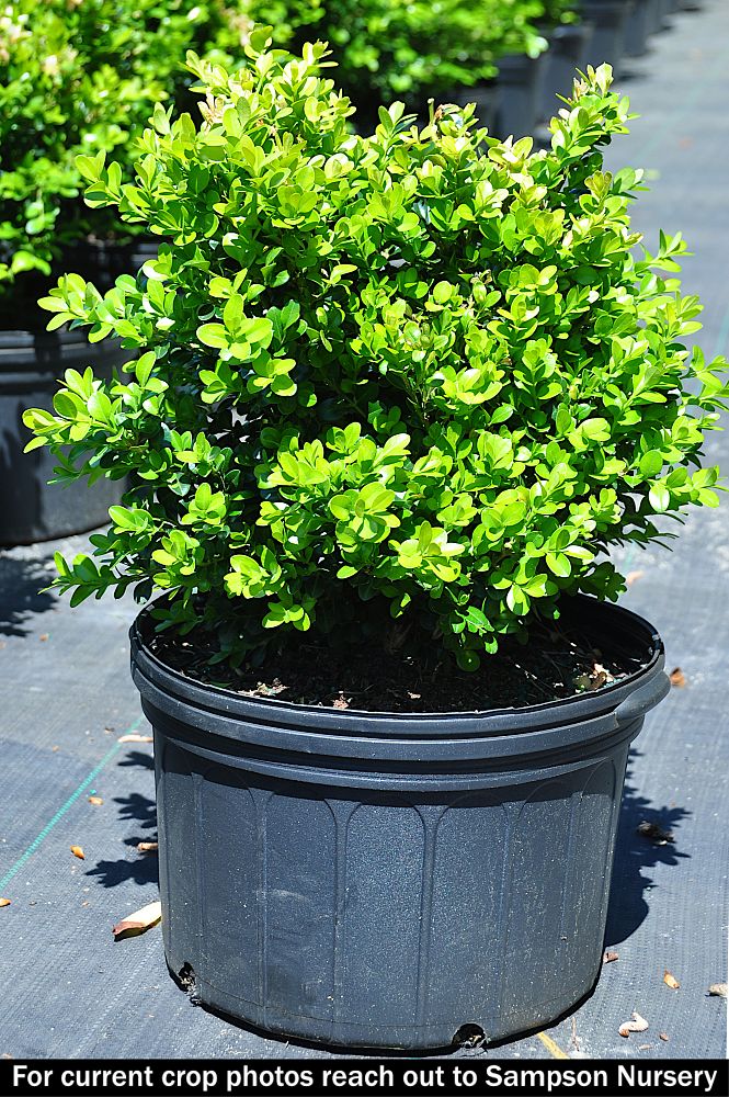 buxus-microphylla-japonica-green-beauty-littleleaf-boxwood