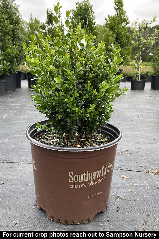 buxus-microphylla-japonica-gregem-baby-gem-trade-boxwood