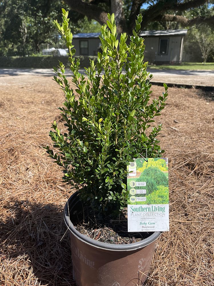 buxus-microphylla-japonica-gregem-southern-living-plant-collection-sunset-western-garden-collection-baby-gem-boxwood