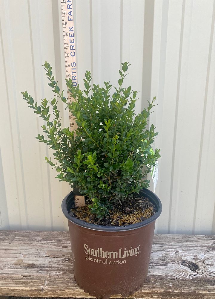 buxus-microphylla-japonica-gregem-southern-living-plant-collection-sunset-western-garden-collection-baby-gem-boxwood