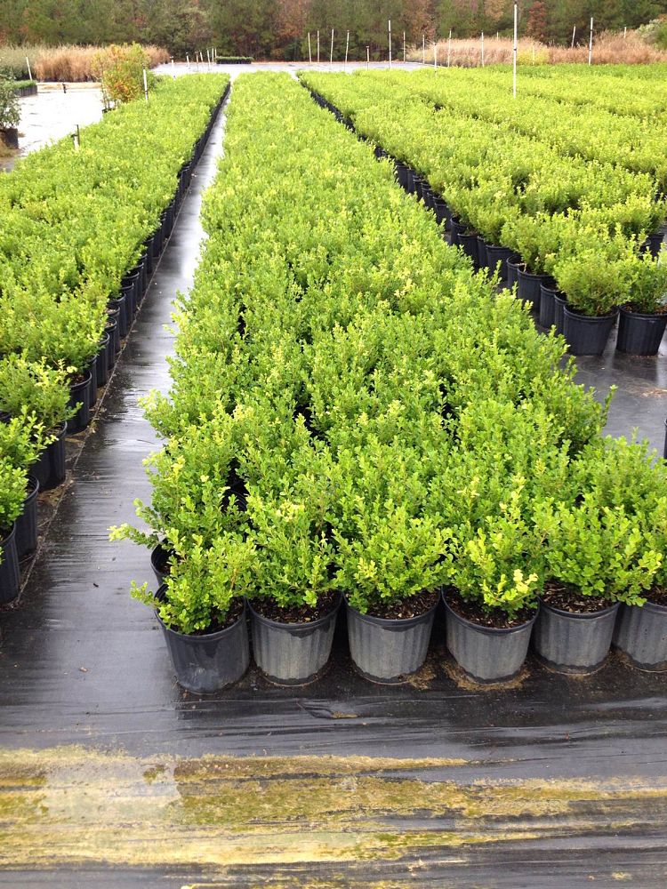 Japanese+Boxwood+Shrubs+for+Sale Japanese Boxwood Shrubs Httpumaiskhancom4japanese Boxwood Shrub | Bed ...
