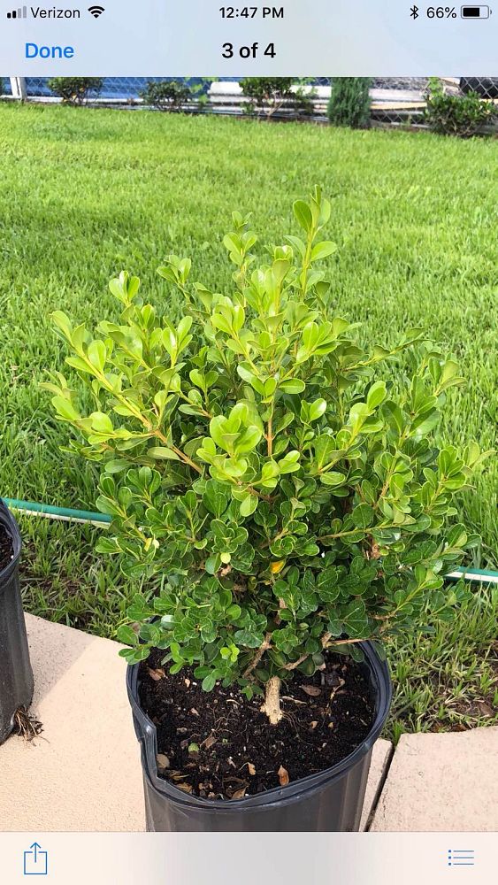 Cruz nursery inc.