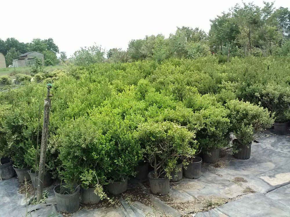 buxus-microphylla-japonica-japanese-boxwood
