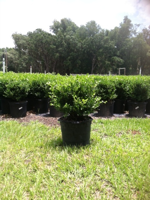 buxus-microphylla-japonica-japanese-boxwood