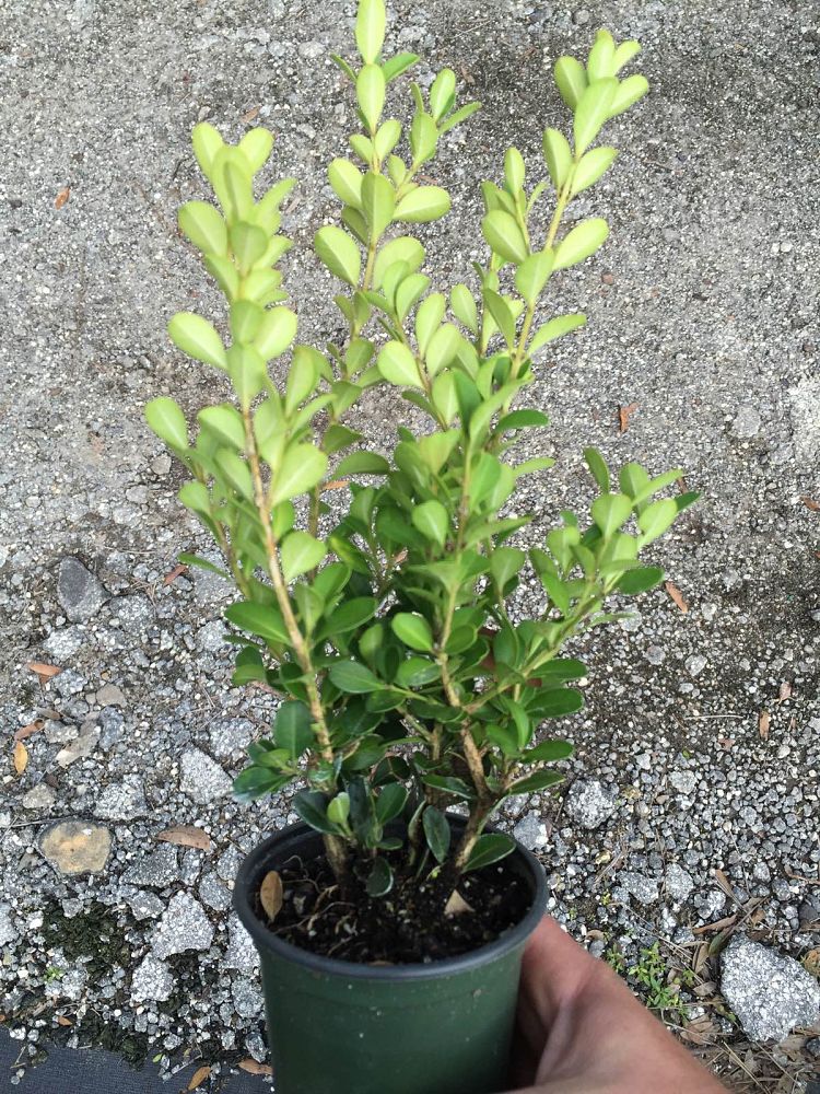 buxus-microphylla-japonica-japanese-boxwood