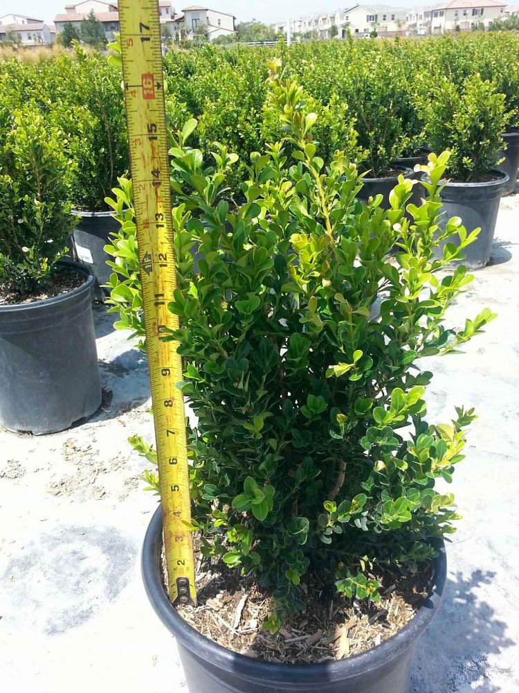 buxus-microphylla-japonica-japanese-boxwood