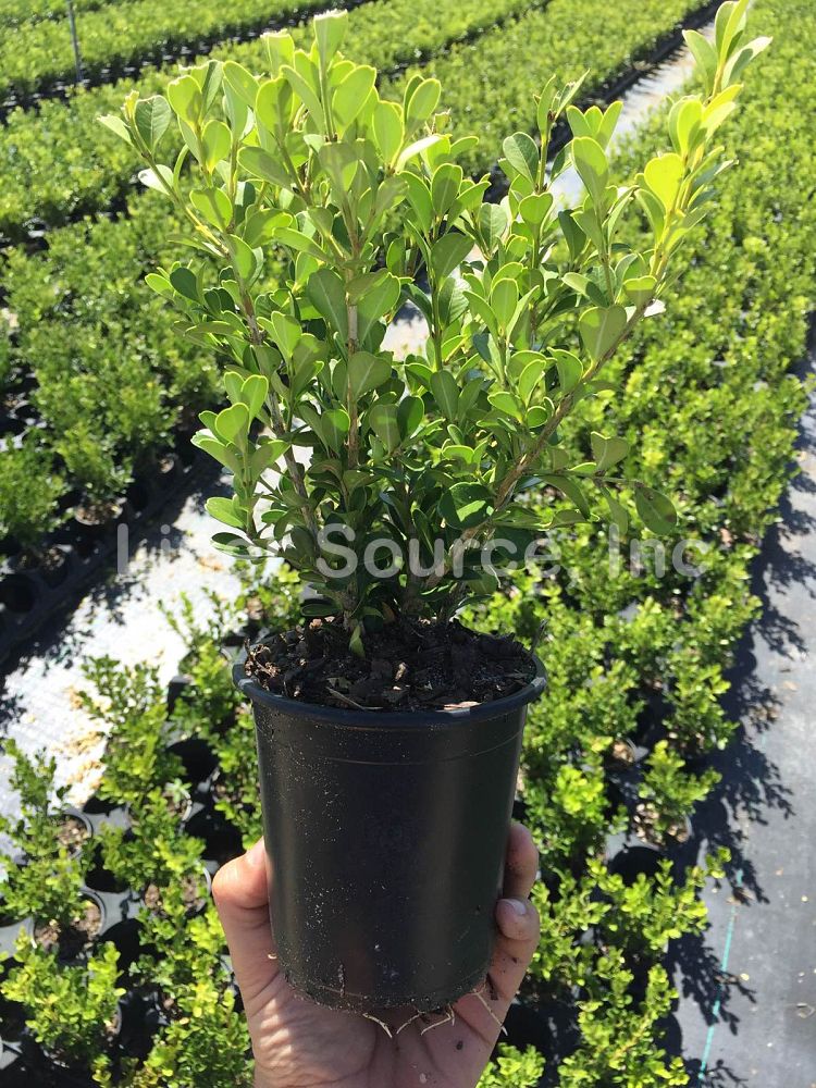 buxus-microphylla-japonica-japanese-boxwood