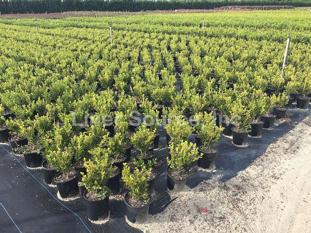 buxus-microphylla-japonica-japanese-boxwood