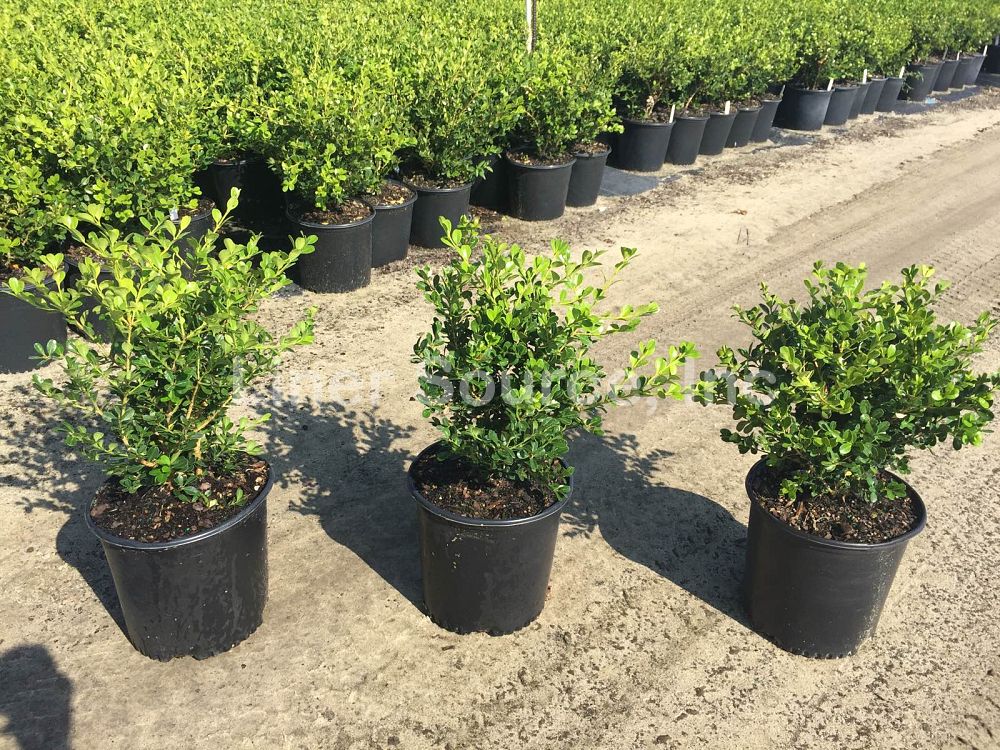 buxus-microphylla-japonica-japanese-boxwood