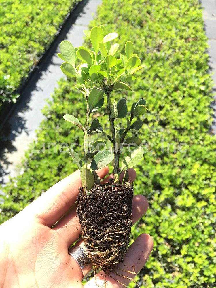 buxus-microphylla-japonica-japanese-boxwood