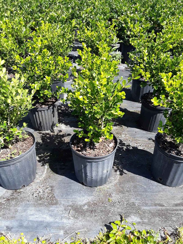 buxus-microphylla-japonica-japanese-boxwood
