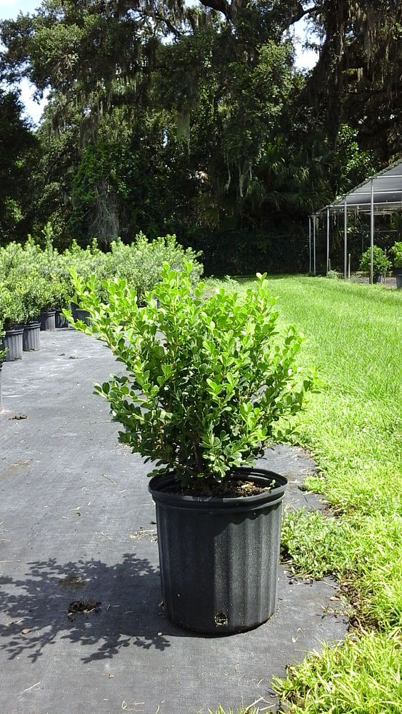 buxus-microphylla-japonica-japanese-boxwood