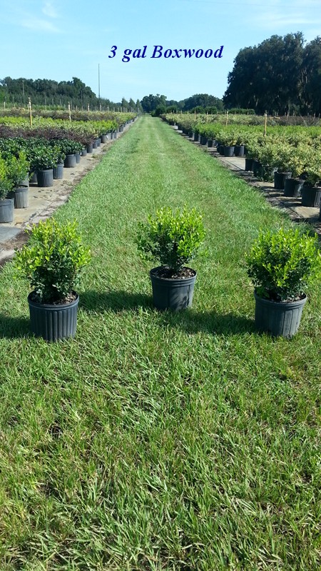 buxus-microphylla-japonica-japanese-boxwood