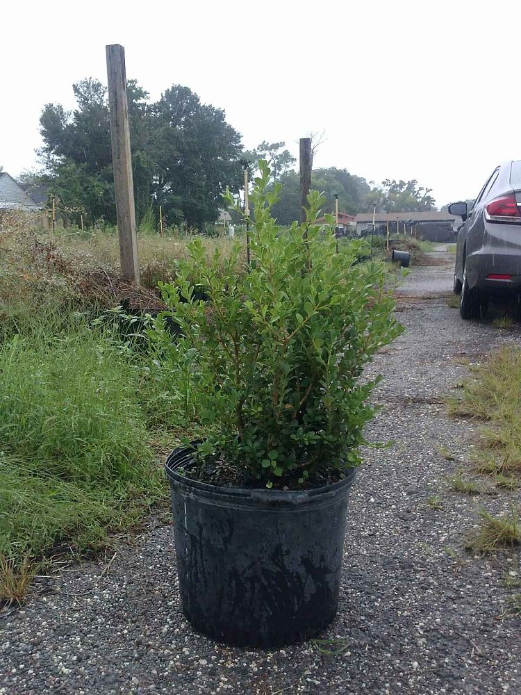 buxus-microphylla-japonica-japanese-boxwood