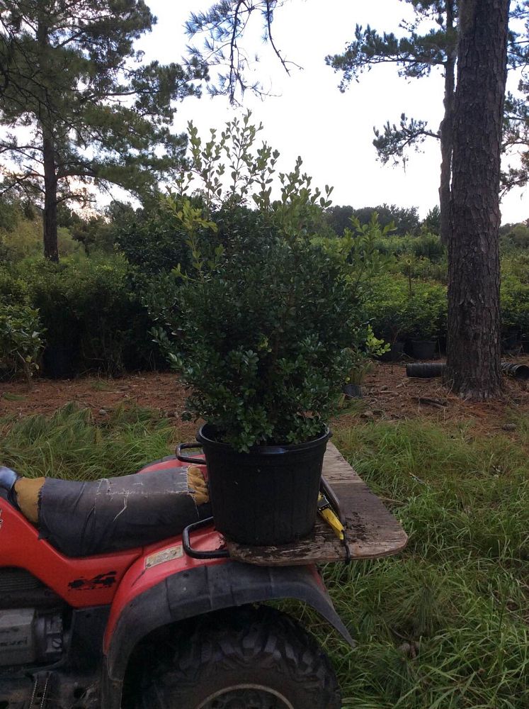 buxus-microphylla-japonica-japanese-boxwood