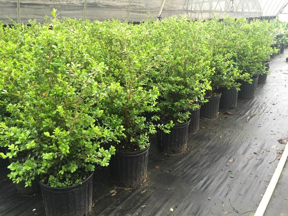 buxus-microphylla-japonica-japanese-boxwood