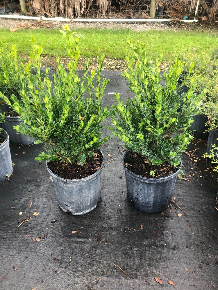 buxus-microphylla-japonica-japanese-boxwood