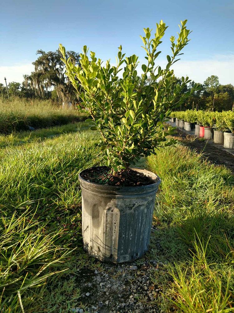 buxus-microphylla-japonica-japanese-boxwood