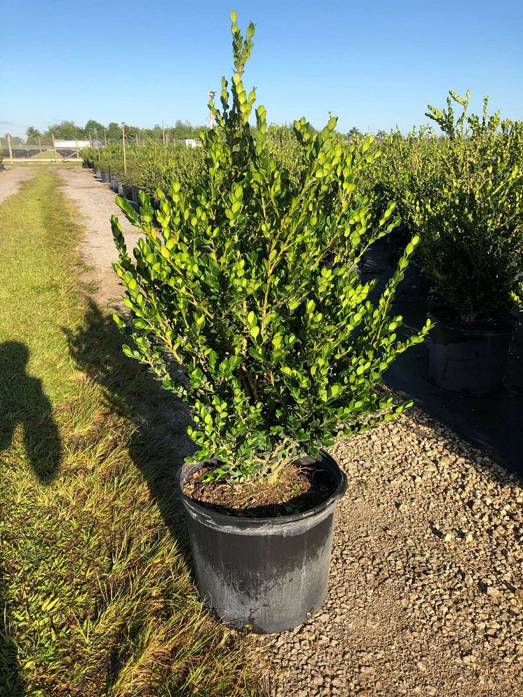 buxus-microphylla-japonica-japanese-boxwood