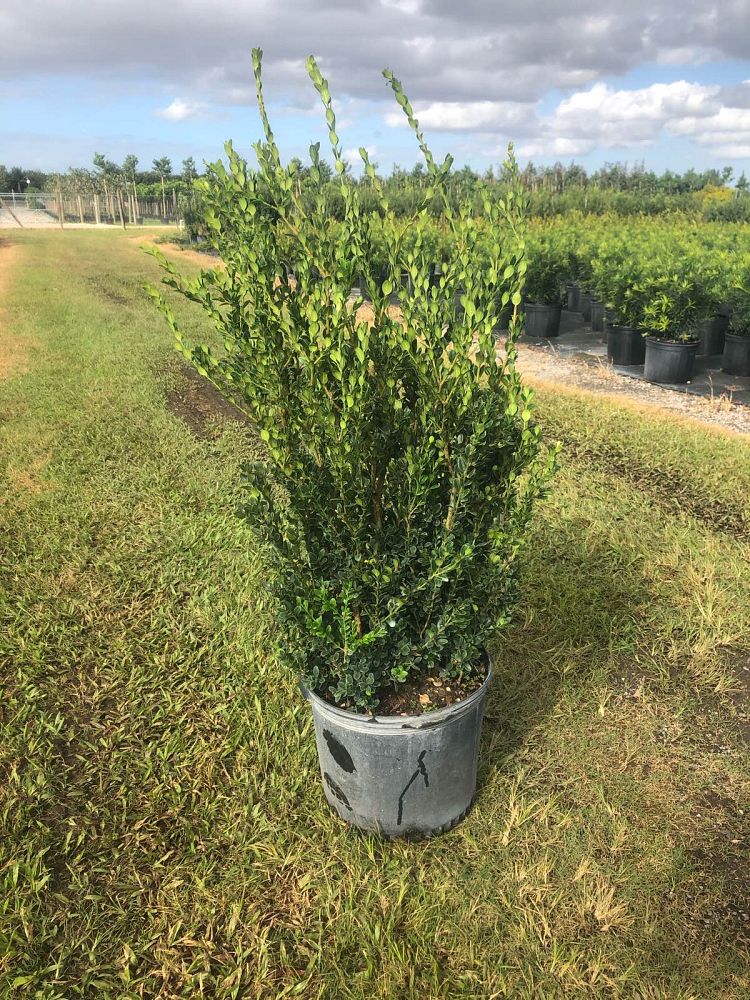buxus-microphylla-japonica-japanese-boxwood