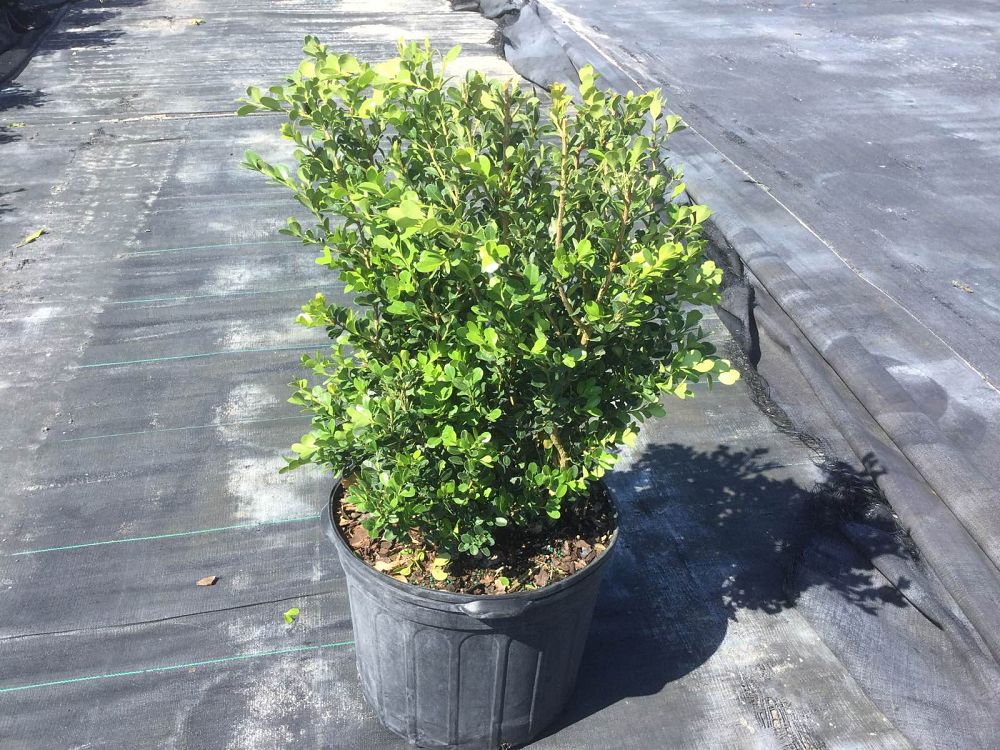 buxus-microphylla-japonica-japanese-boxwood