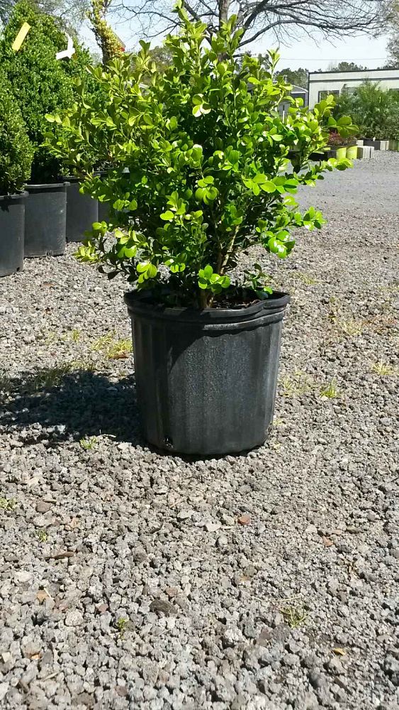 buxus-microphylla-japonica-japanese-boxwood
