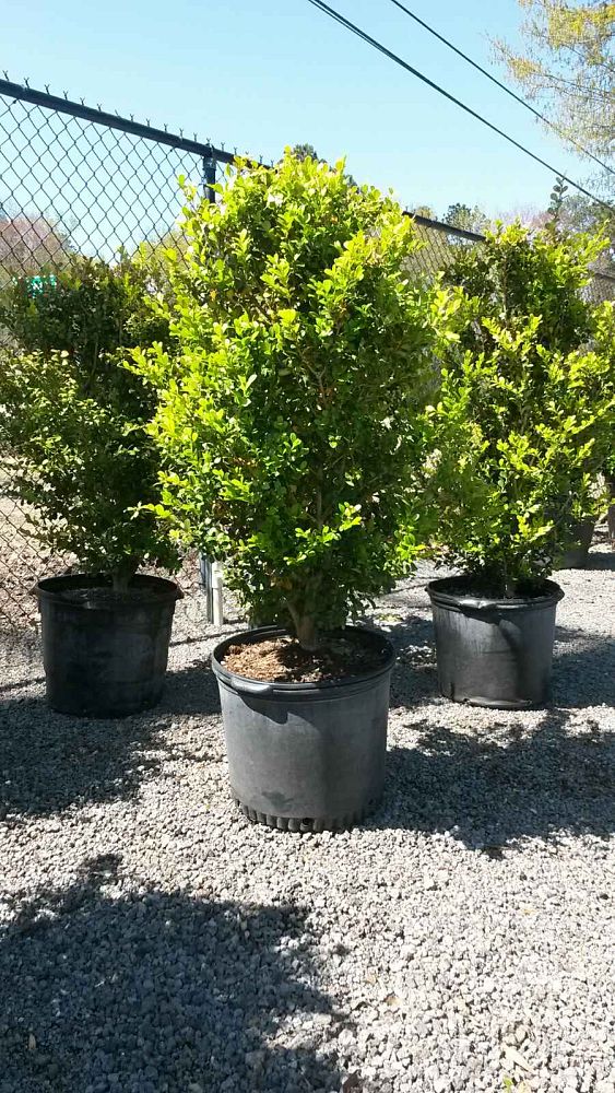 buxus-microphylla-japonica-japanese-boxwood