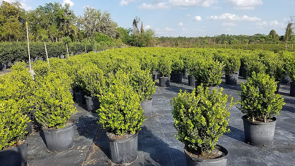 buxus-microphylla-japonica-japanese-boxwood