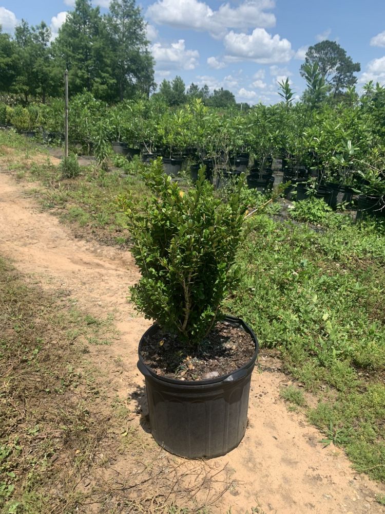 buxus-microphylla-japonica-japanese-boxwood