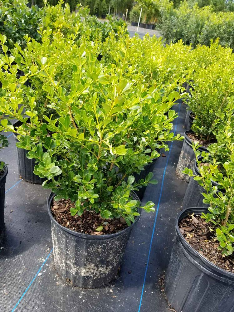 buxus-microphylla-japonica-japanese-boxwood
