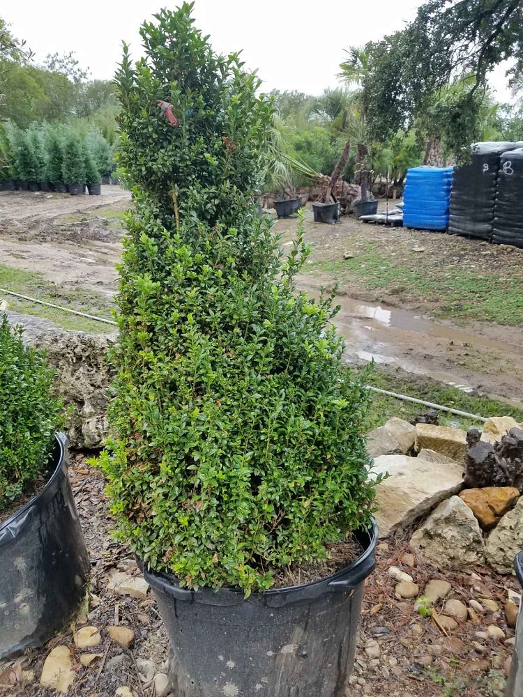 buxus-microphylla-japonica-japanese-boxwood