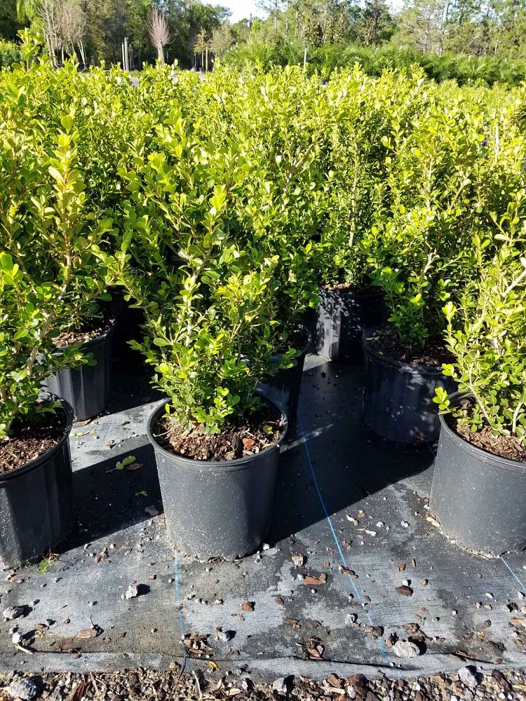 buxus-microphylla-japonica-japanese-boxwood