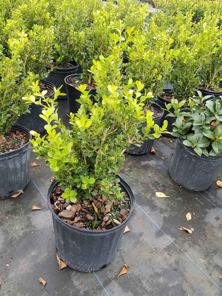 buxus-microphylla-japonica-japanese-boxwood