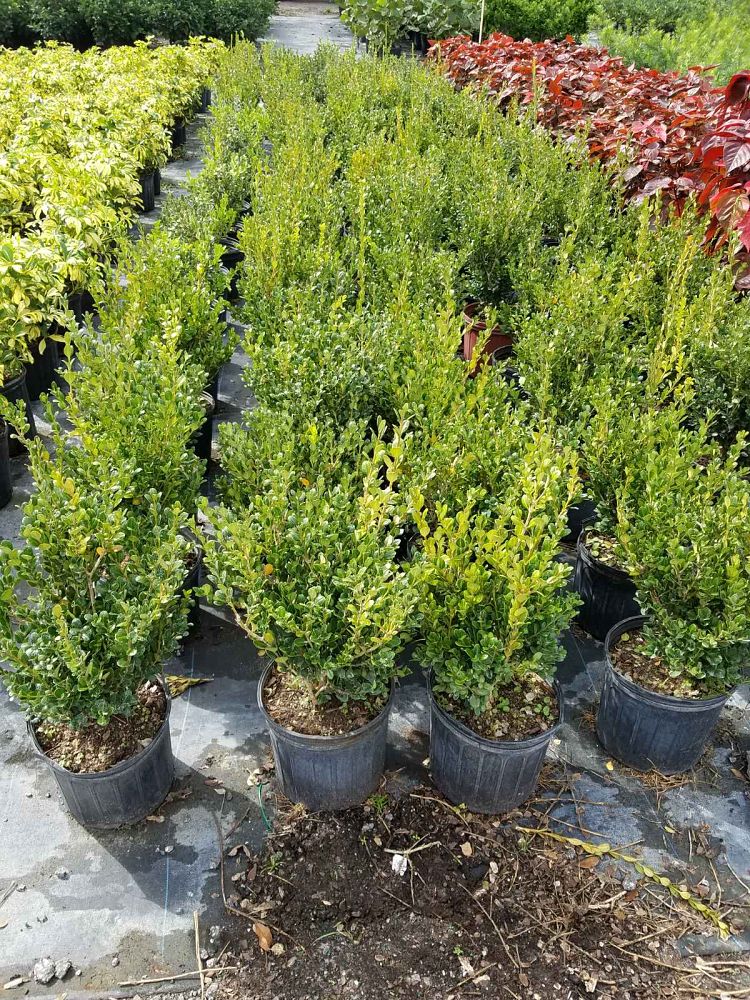 buxus-microphylla-japonica-japanese-boxwood