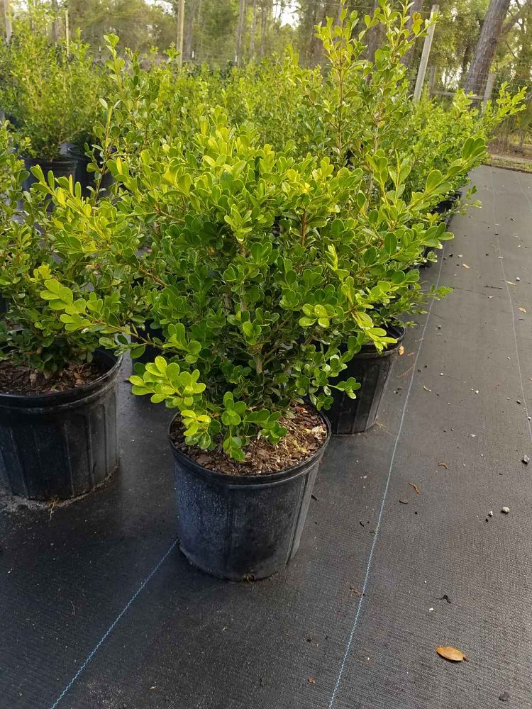 buxus-microphylla-japonica-japanese-boxwood