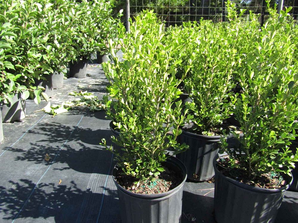 buxus-microphylla-japonica-japanese-boxwood