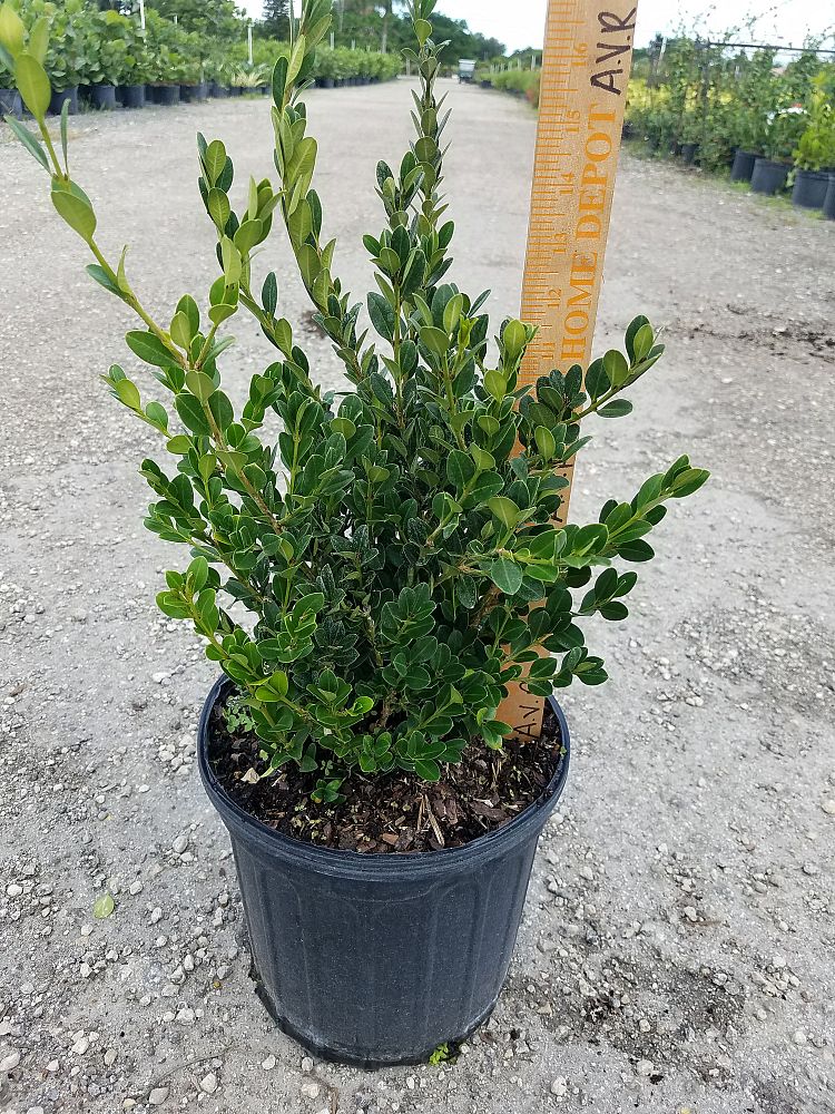 buxus-microphylla-japonica-japanese-boxwood