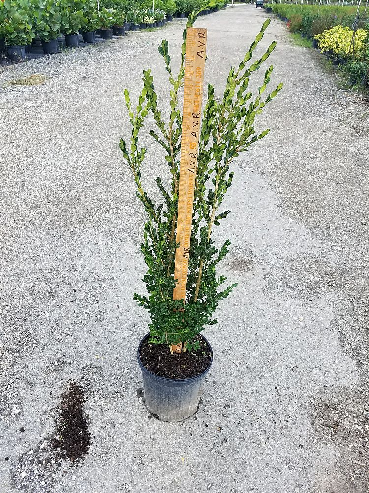 buxus-microphylla-japonica-japanese-boxwood