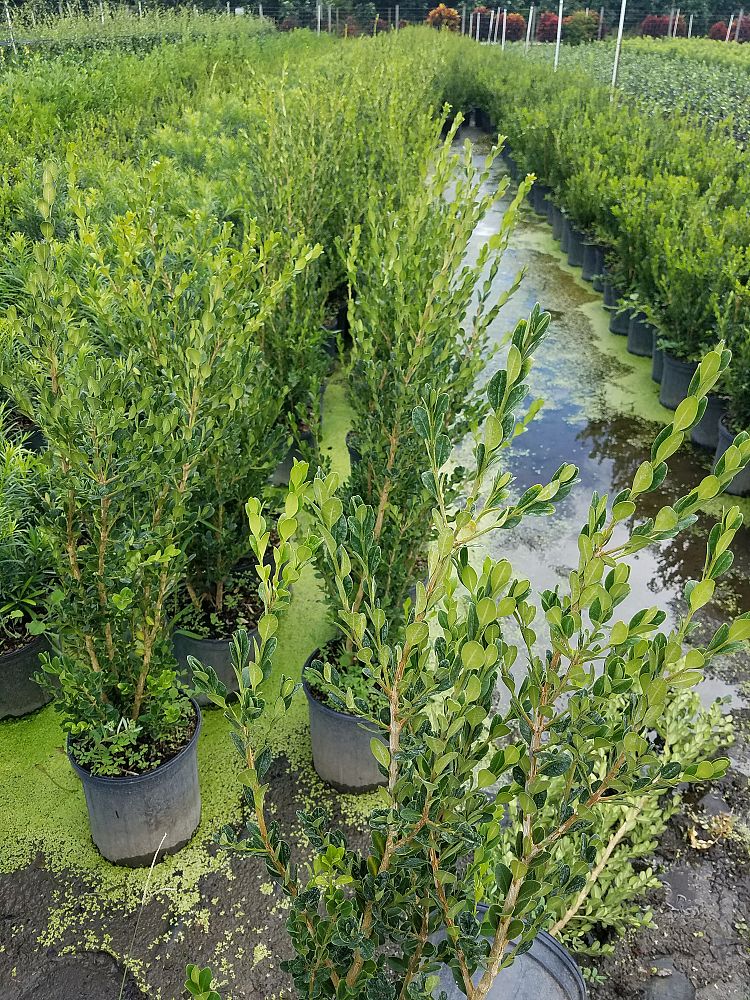 buxus-microphylla-japonica-japanese-boxwood