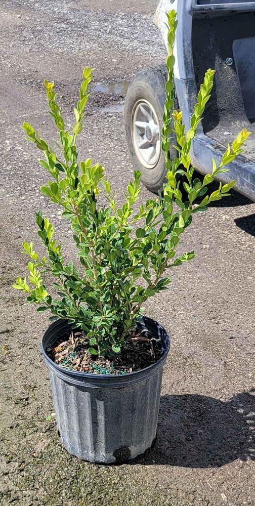 buxus-microphylla-japonica-japanese-boxwood